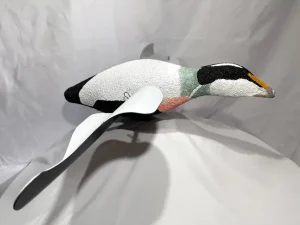 Common Eider Decoy