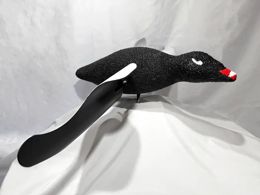 A realistic white wing scoter duck decoy with a textured black body with red and white accents, with spread wings and is displayed on a white fabric backdrop.